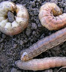 uploads/images/pest/potato grubs.jpg